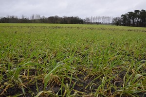 Blé pop tallage