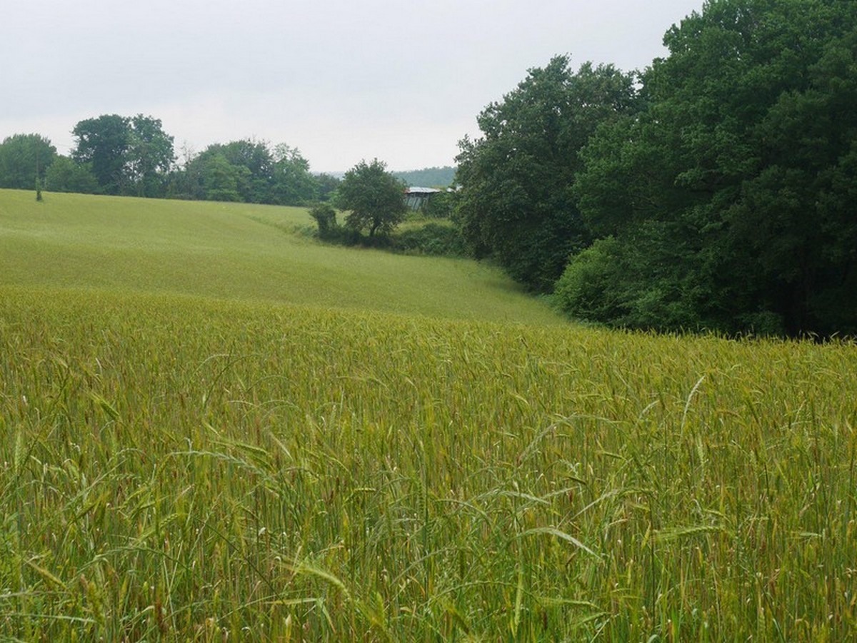 blé pop épiaison