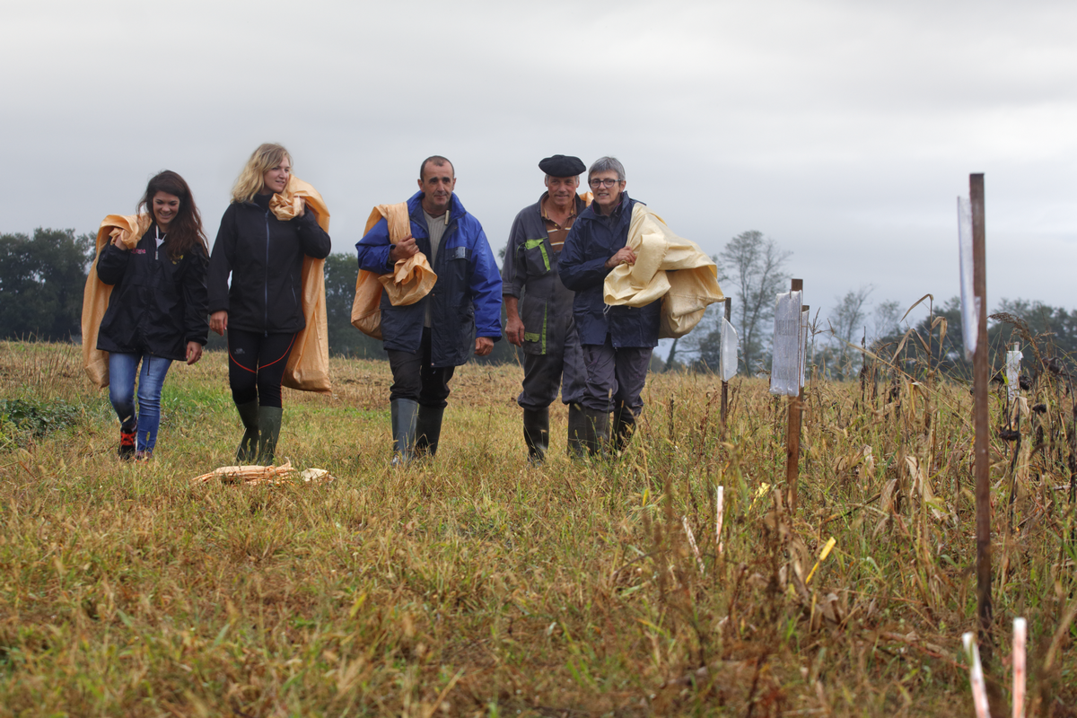 1ère récolte de maïs population dans les Landes