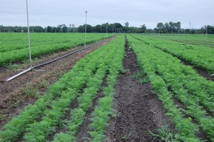 Carottes bio   Earl Casty