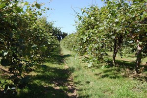 Kiwis verger (mai)