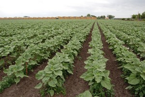 Essai tournesol 29 juin 2012