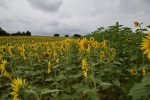 essais tournesol