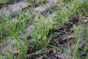 Association pois x triticale